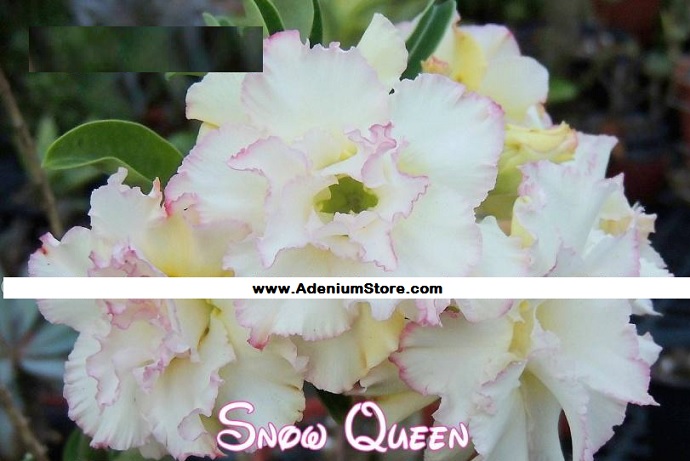 (image for) New Adenium \'Snow Queen\' 5 Seeds